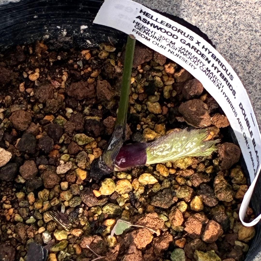 ヒ*イ様 ☘️超希少☘️唯一無二☘️根充実❤️しっかり新芽❤️907【Ash】D