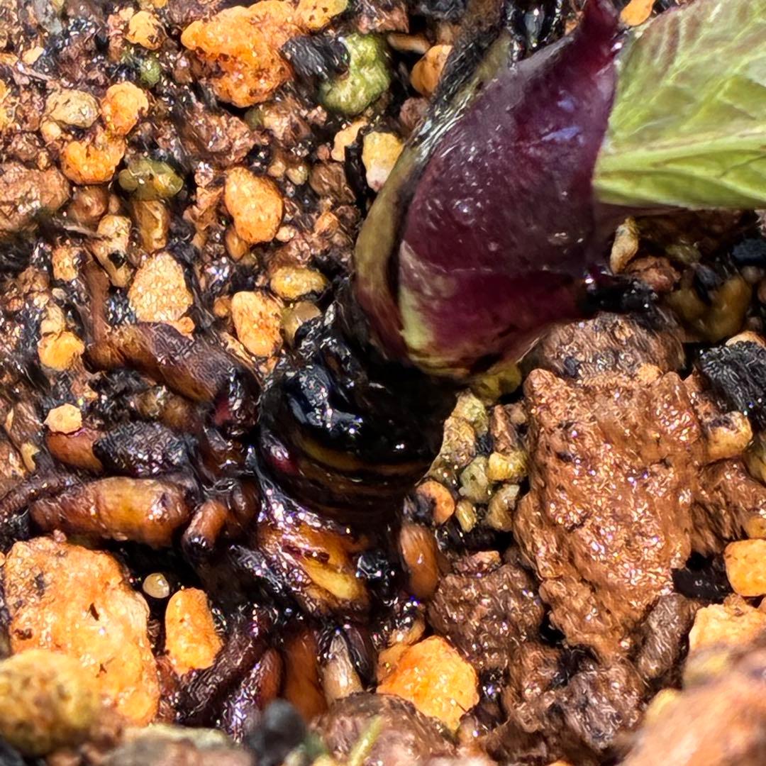 ヒ*イ様 ☘️超希少☘️唯一無二☘️根充実❤️しっかり新芽❤️907【Ash】D