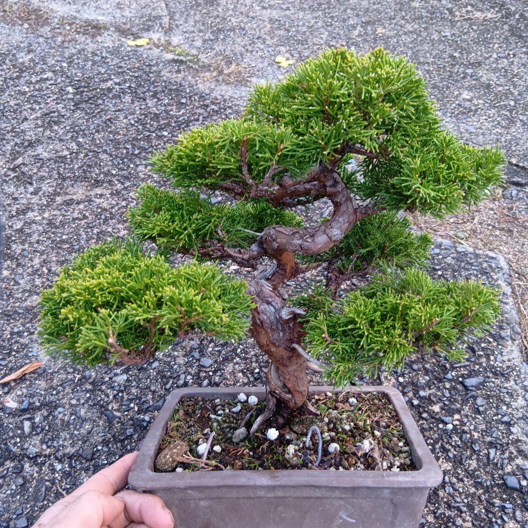 糸魚川シンパク（持ち込み古い）盆栽