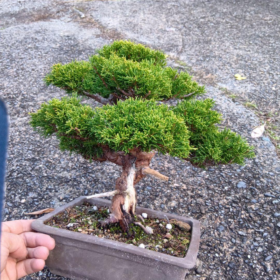 糸魚川シンパク（持ち込み古い）盆栽