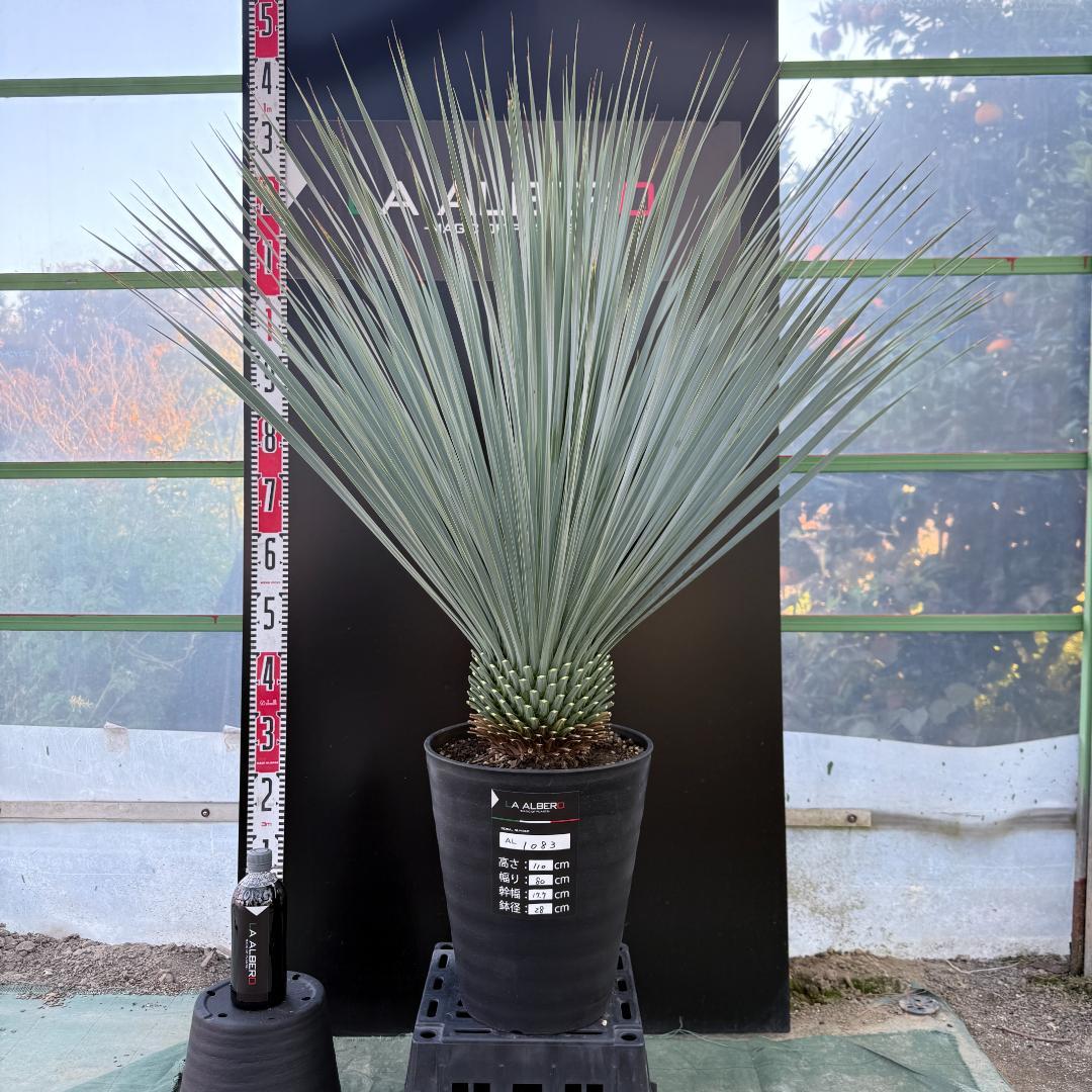 【AL1083】ユッカ　LA ALBERO　ランチョブルー　数量限定販売