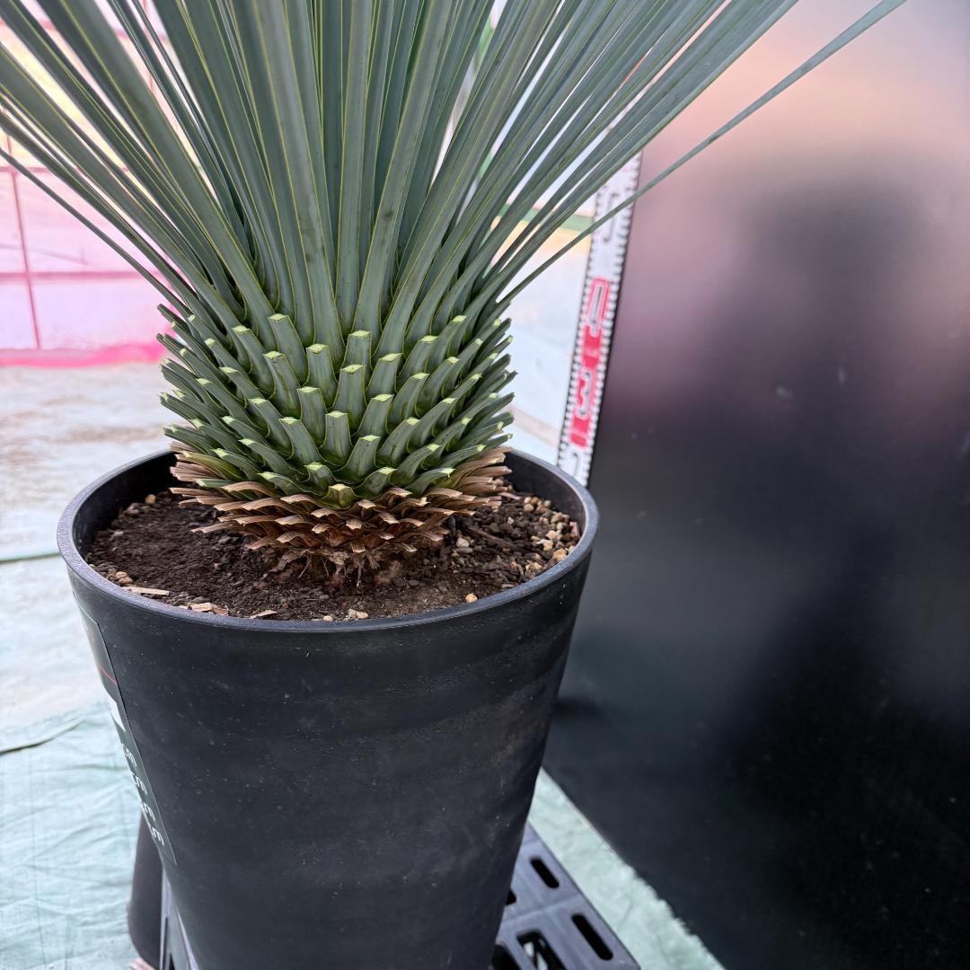 【AL1083】ユッカ　LA ALBERO　ランチョブルー　数量限定販売