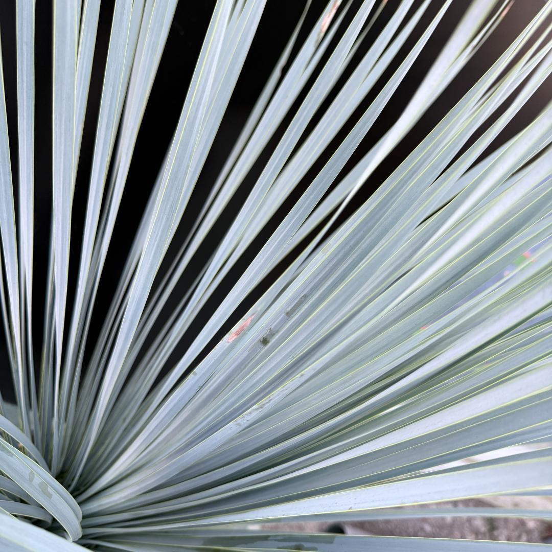 【AL1083】ユッカ　LA ALBERO　ランチョブルー　数量限定販売