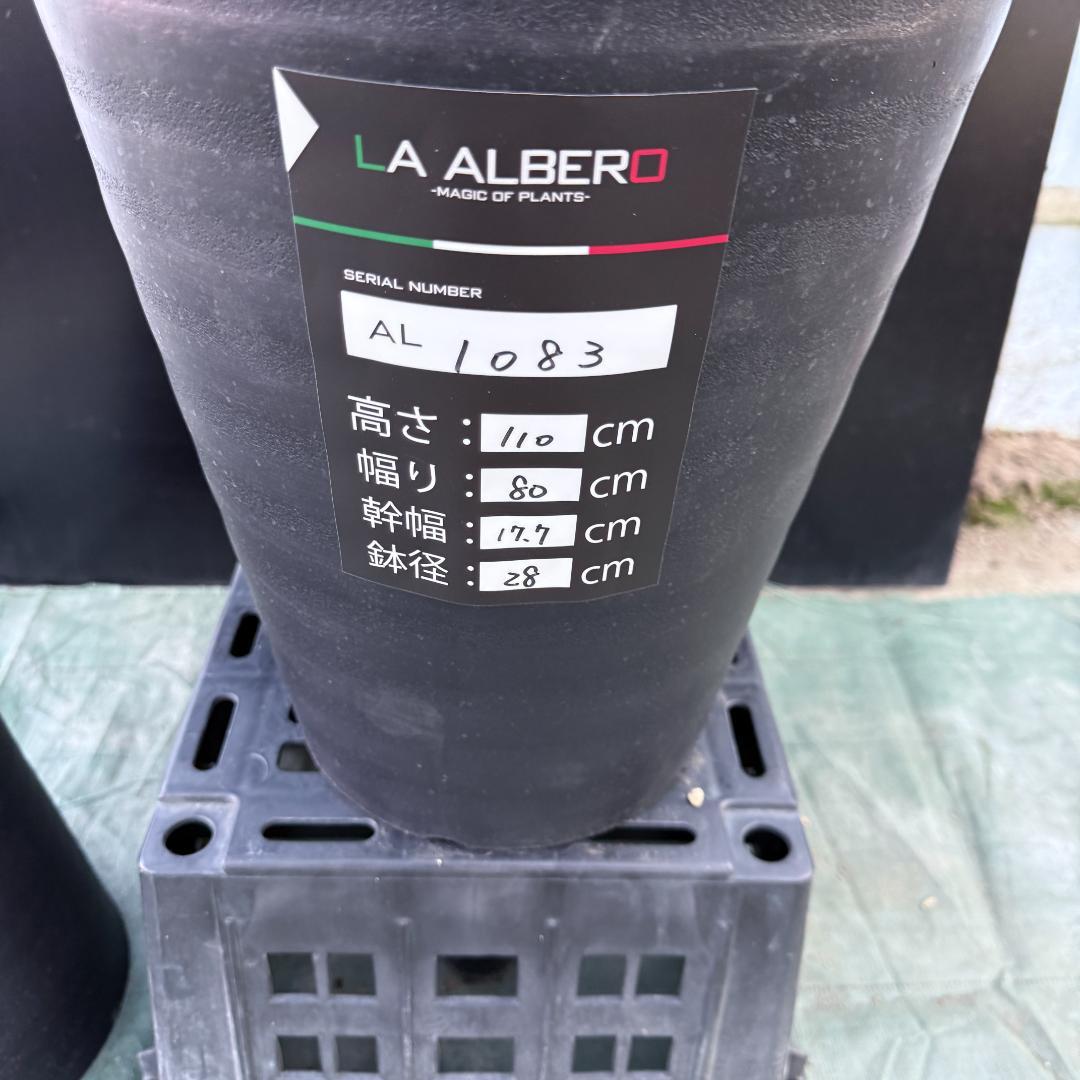 【AL1083】ユッカ　LA ALBERO　ランチョブルー　数量限定販売