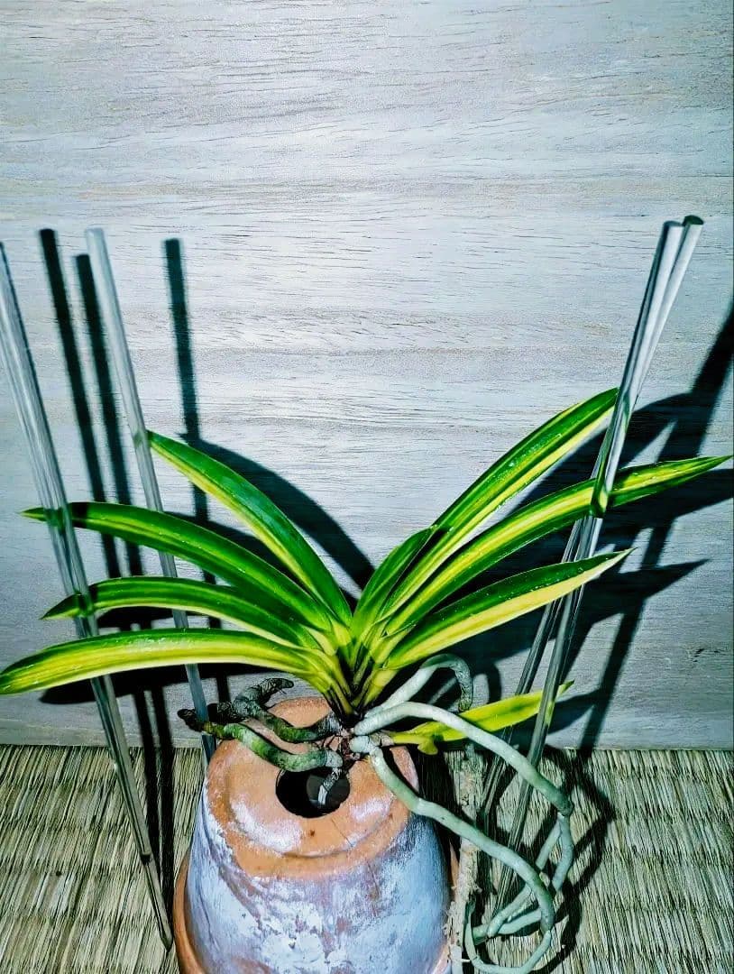 富貴蘭　熊鷹(ボリューム満点の櫛目最上柄個体)