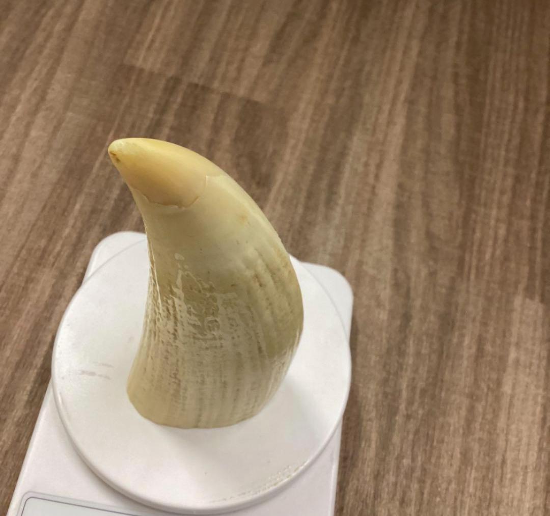 手彫鯨牙工芸品 辰置物　玉峰　希少　鯨歯