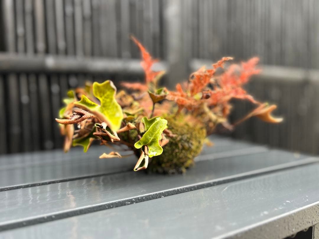 ヒトツバと黄金シダの根洗　苔玉 シダ　山野草