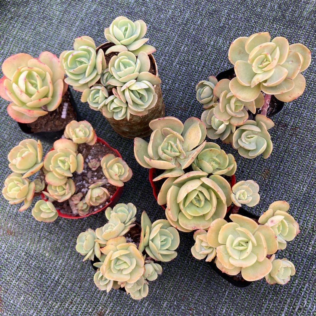 見比べ画像　多肉植物