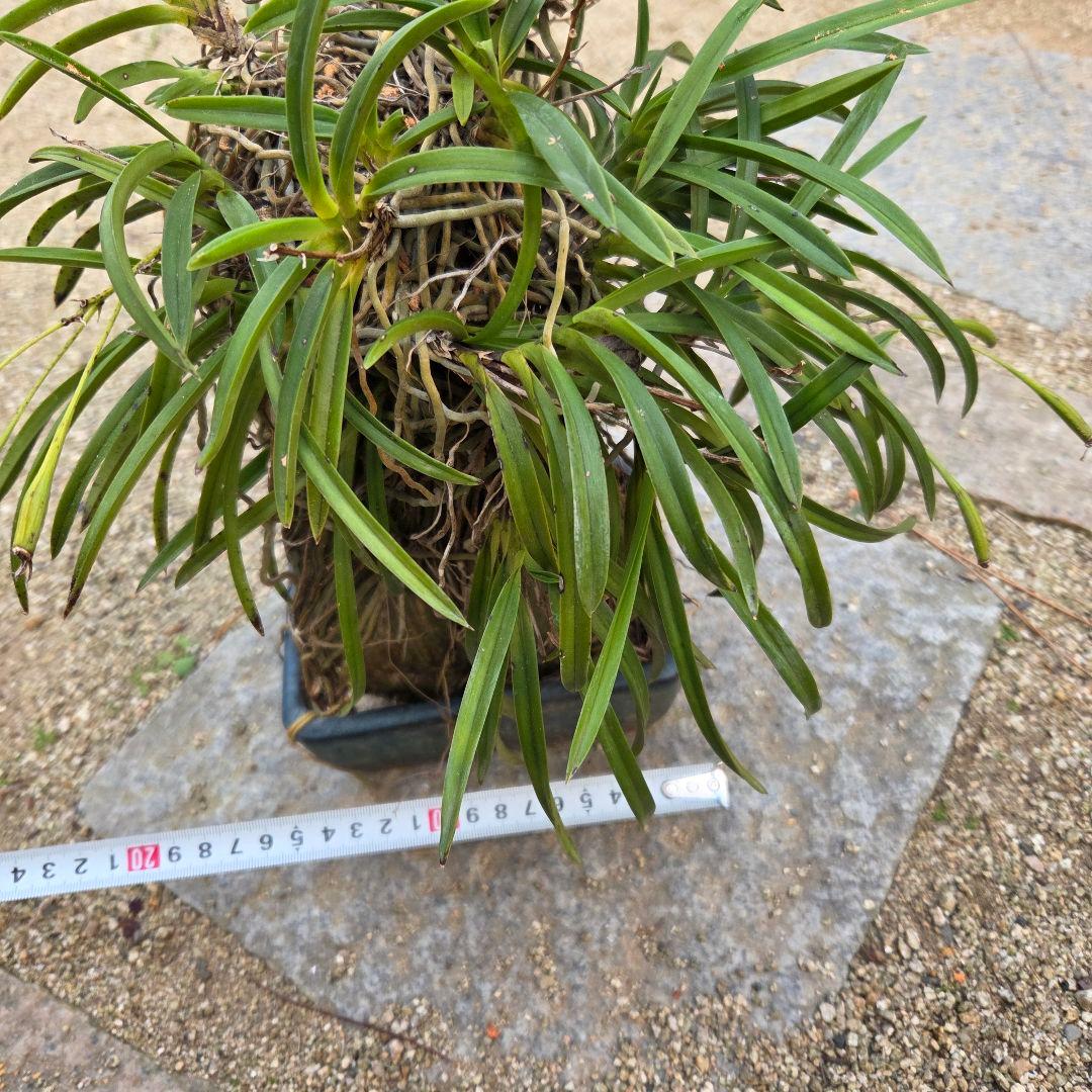 期間限定値下げ！風蘭　富貴蘭　岩付き　観葉植物　鉢付　徳島から発送