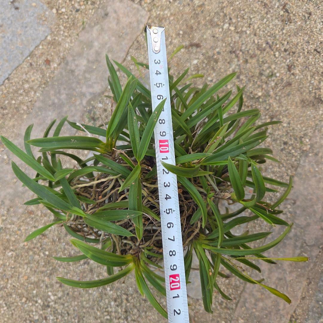 期間限定値下げ！風蘭　富貴蘭　岩付き　観葉植物　鉢付　徳島から発送