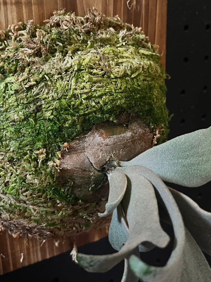 ビカクシダ P.willinckii Bogie OC