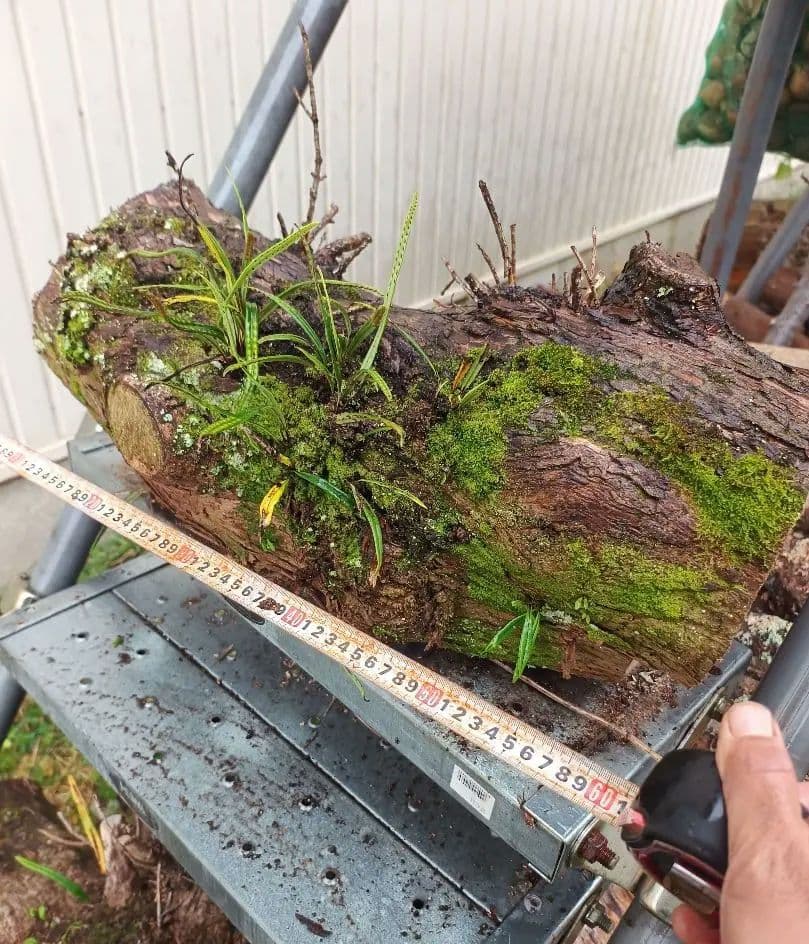 天然着生シダ 木の幹付き 　直径約24cm　長さ60cm