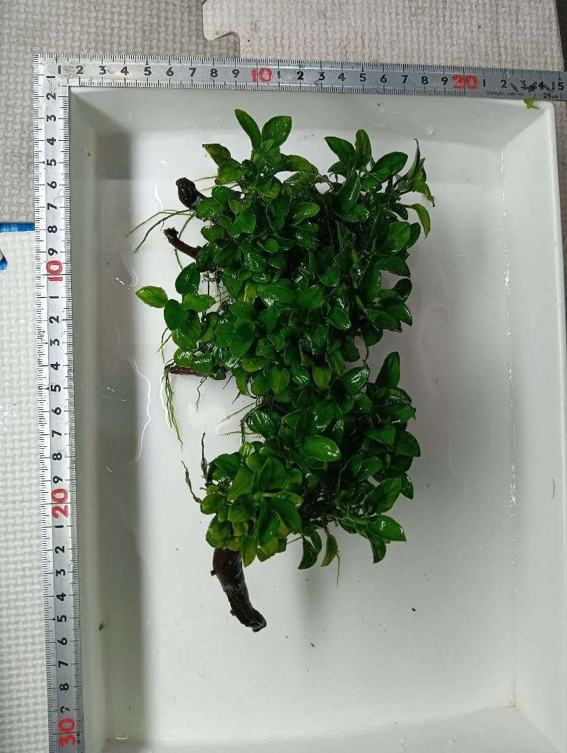 KEISUKEさま専用　サラワクカピット　ナナミニ　２点セット