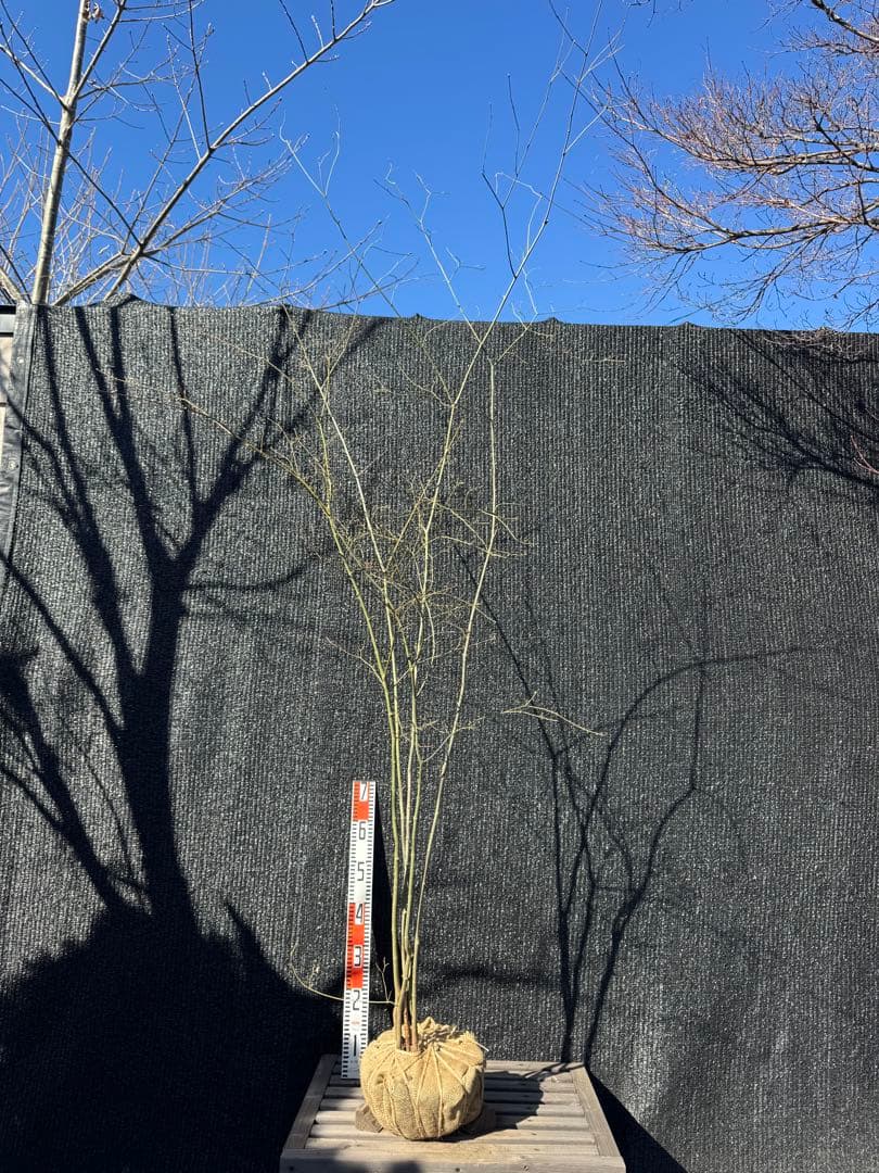 山採り　ヤマモミジ　株立ち　美幹　自然樹形　【品番3530】