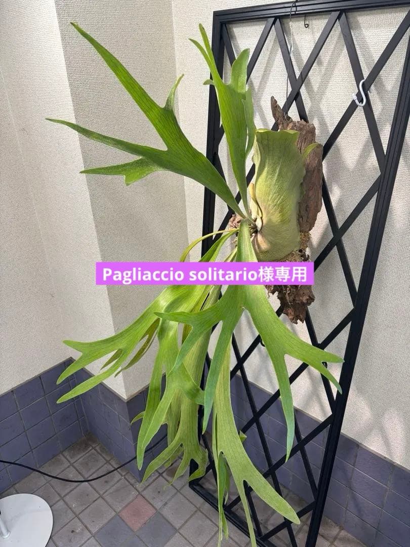 特大　コウモリラン　ビカクシダ　流木ハンギング