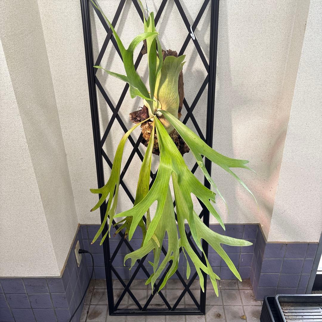 特大　コウモリラン　ビカクシダ　流木ハンギング