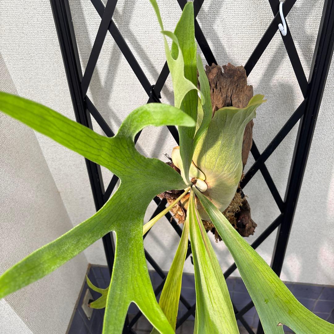 特大　コウモリラン　ビカクシダ　流木ハンギング