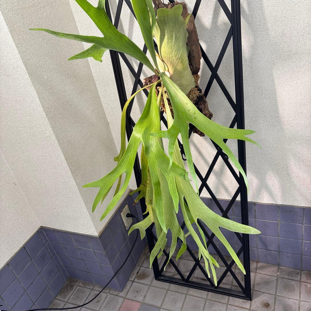 特大　コウモリラン　ビカクシダ　流木ハンギング