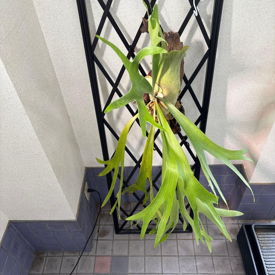 特大　コウモリラン　ビカクシダ　流木ハンギング