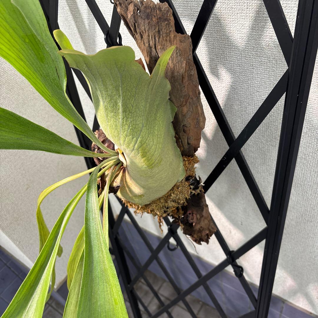 特大　コウモリラン　ビカクシダ　流木ハンギング