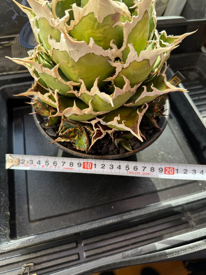 専用　アガベ　シーザー　凱撒　抜き苗