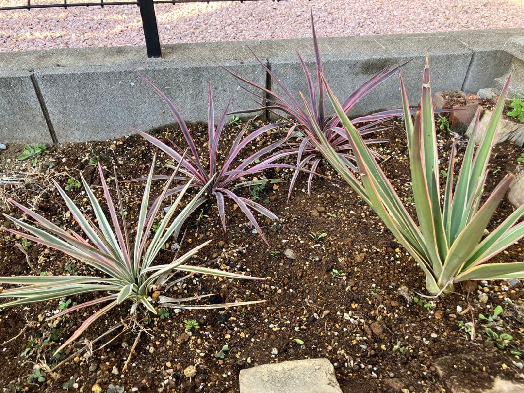 #【４株まとめ売り特価　発根済み】ユッカ アロイフォリア バリエガータ