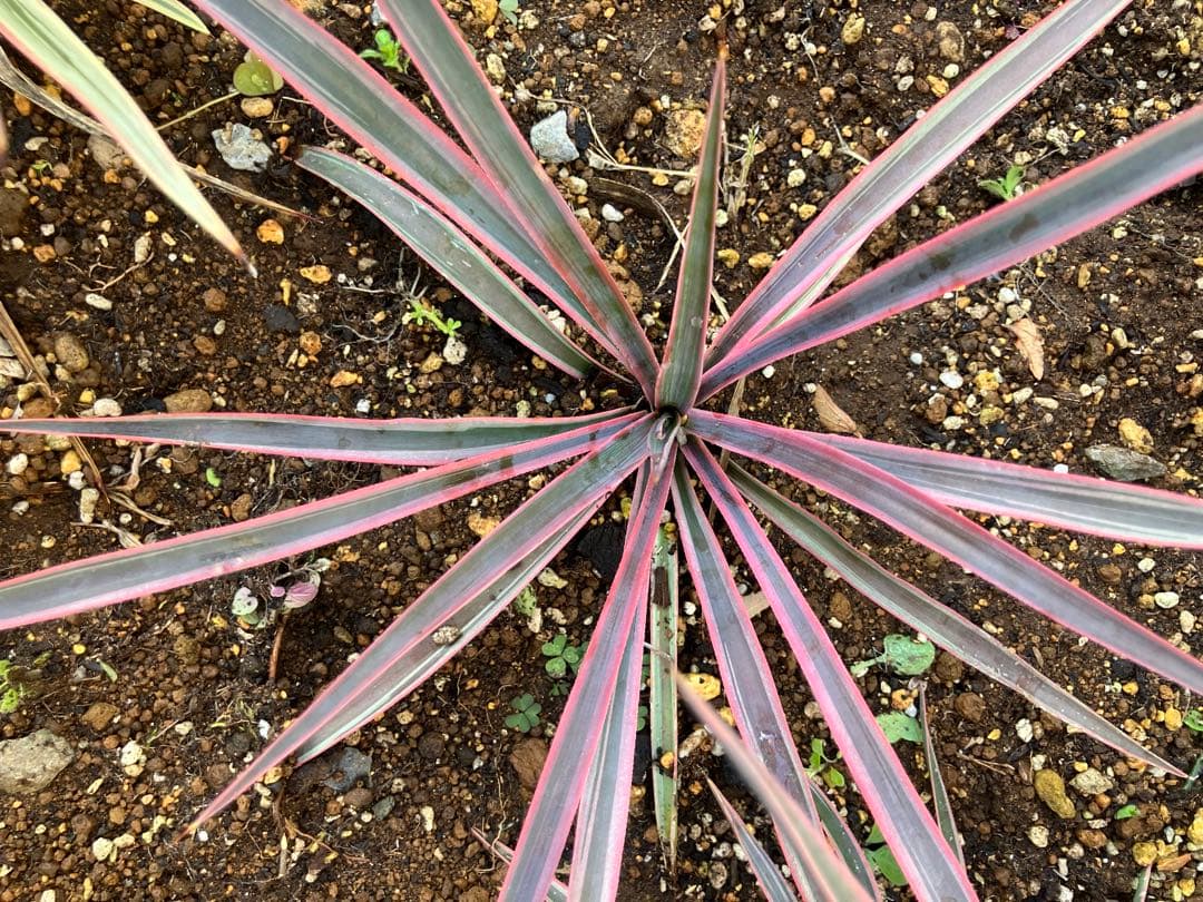 #【４株まとめ売り特価　発根済み】ユッカ アロイフォリア バリエガータ