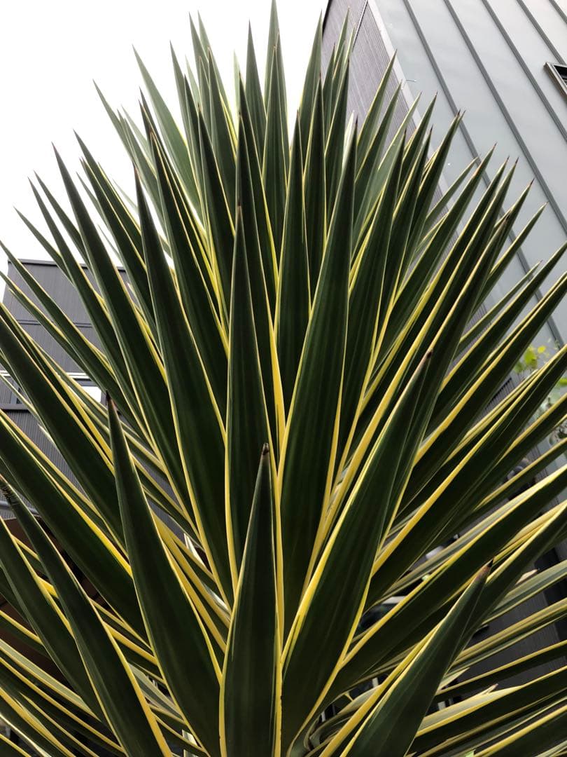 #【４株まとめ売り特価　発根済み】ユッカ アロイフォリア バリエガータ