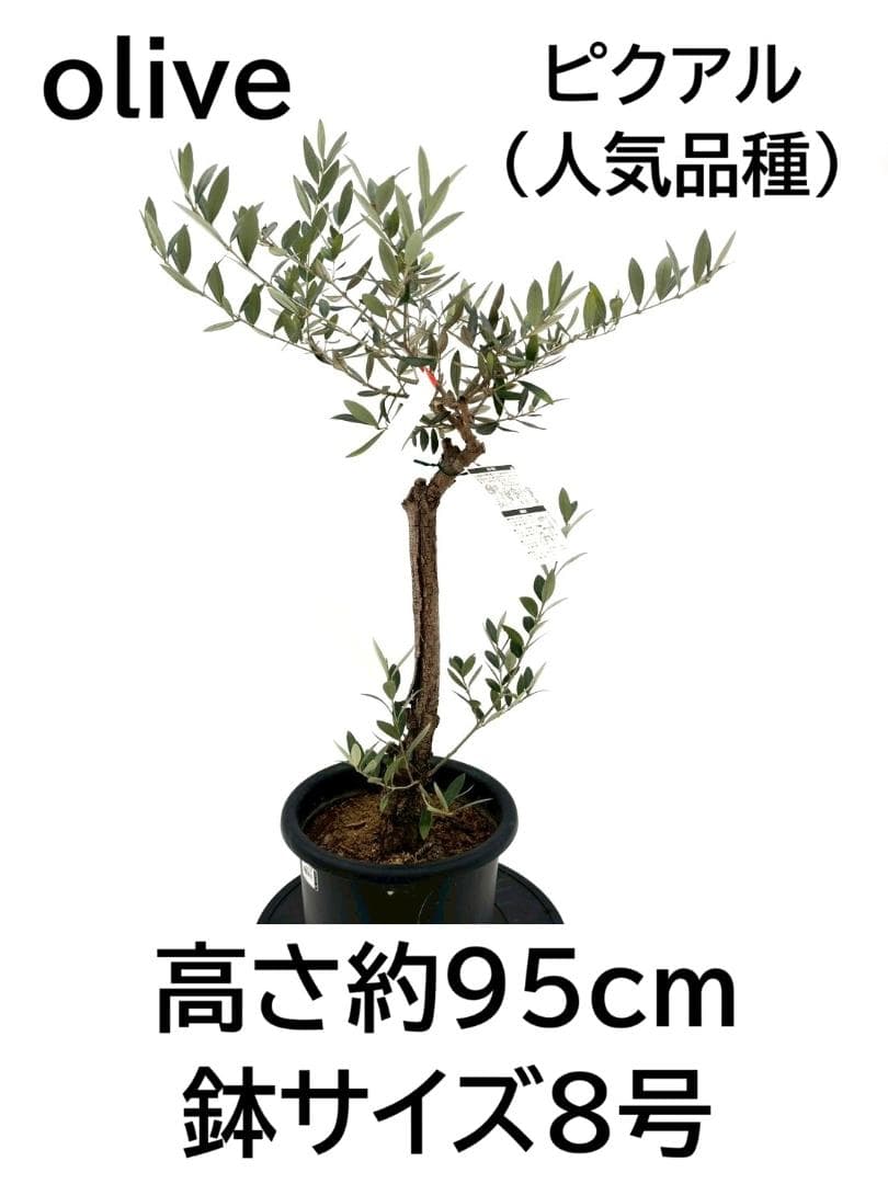 オリーブの木　古木　ピクアル　8号　約95cm　NO.828　人気品種　現品掲載