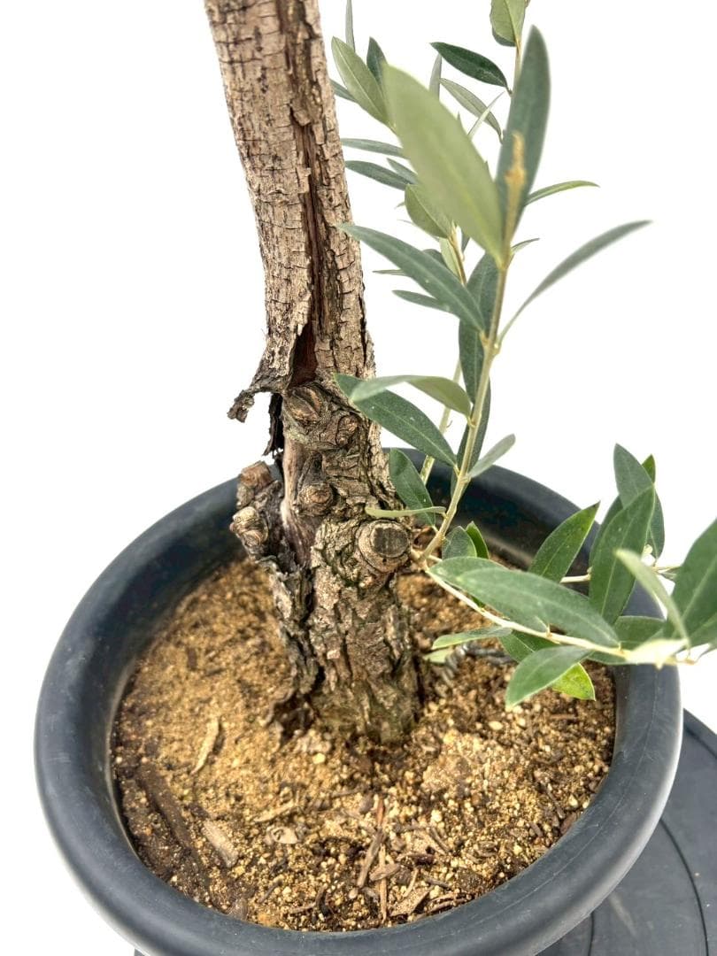 オリーブの木　古木　ピクアル　8号　約95cm　NO.828　人気品種　現品掲載