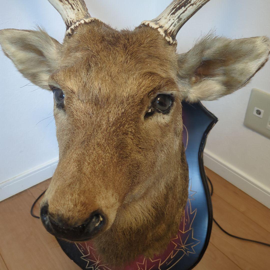 エゾシカのはく製