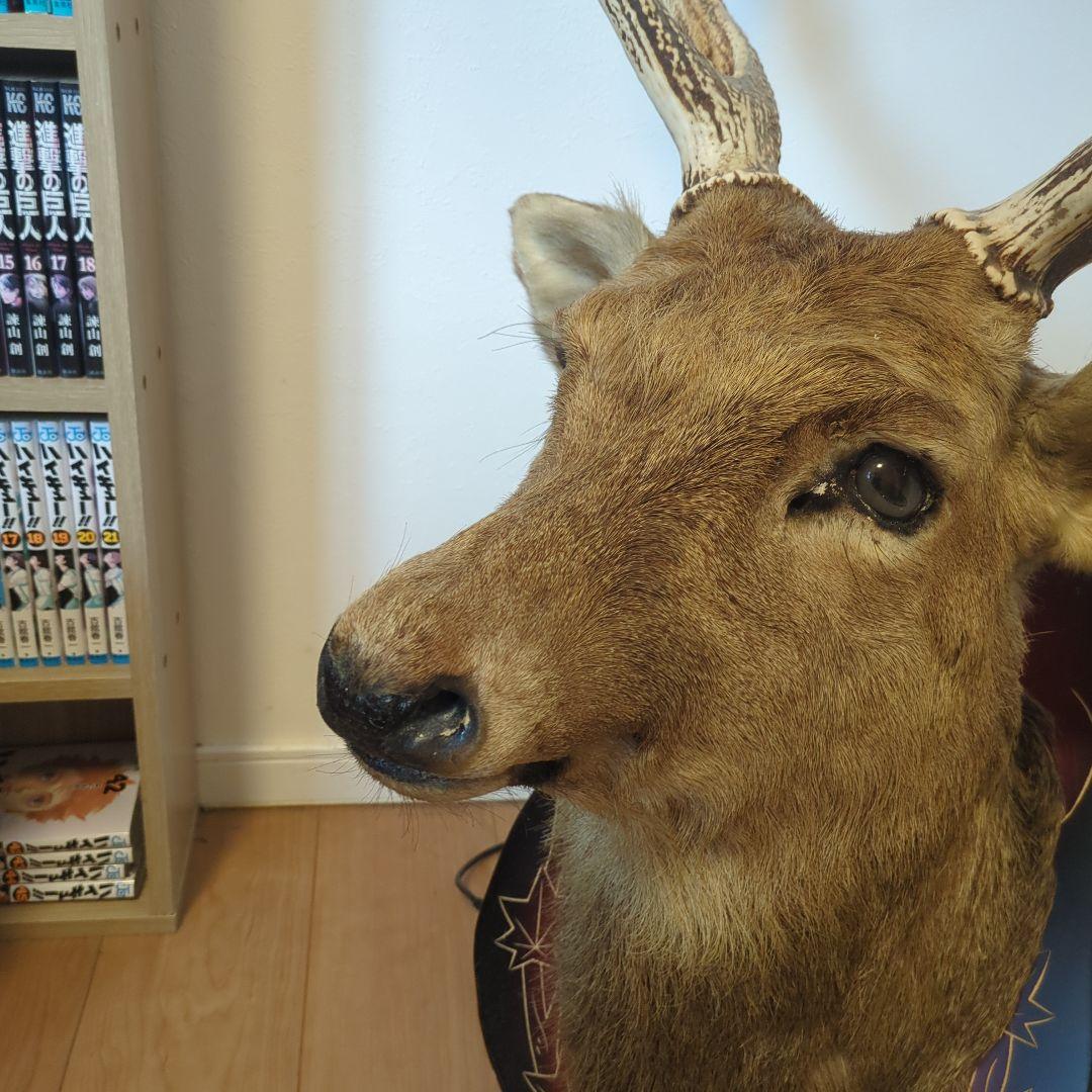 エゾシカのはく製