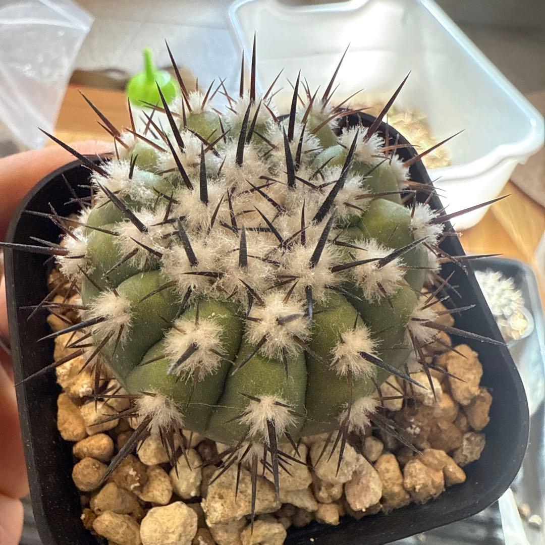 黒王丸　実生　接木　台付　発根済 3