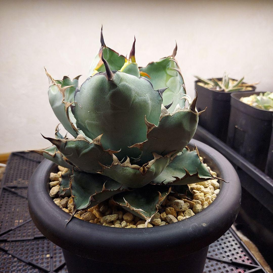 アガベ　チタノタ　BB　ブラックアンドブルー　親株販売　子株付き　鉢のまま発送