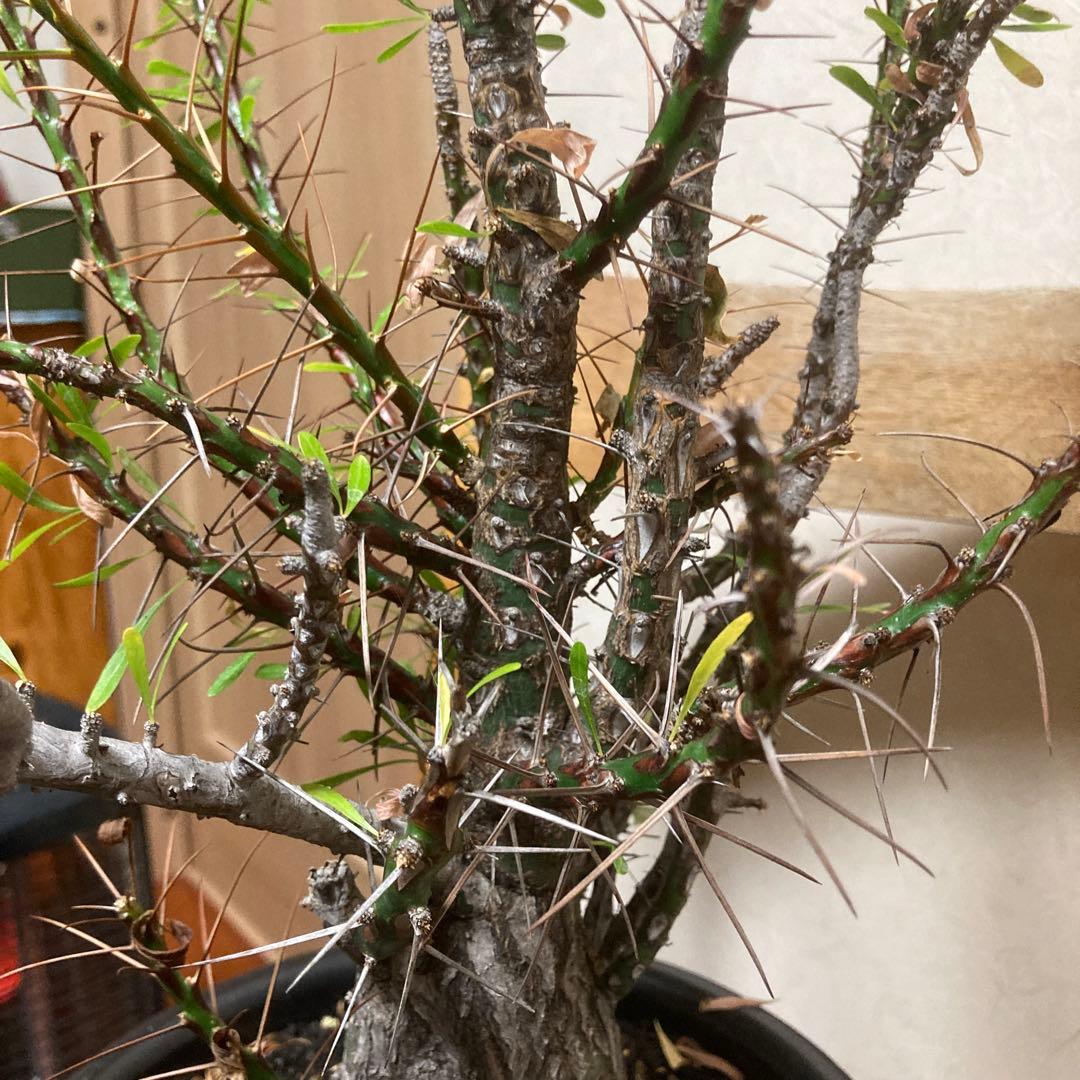 ジュン　フォークイエリア