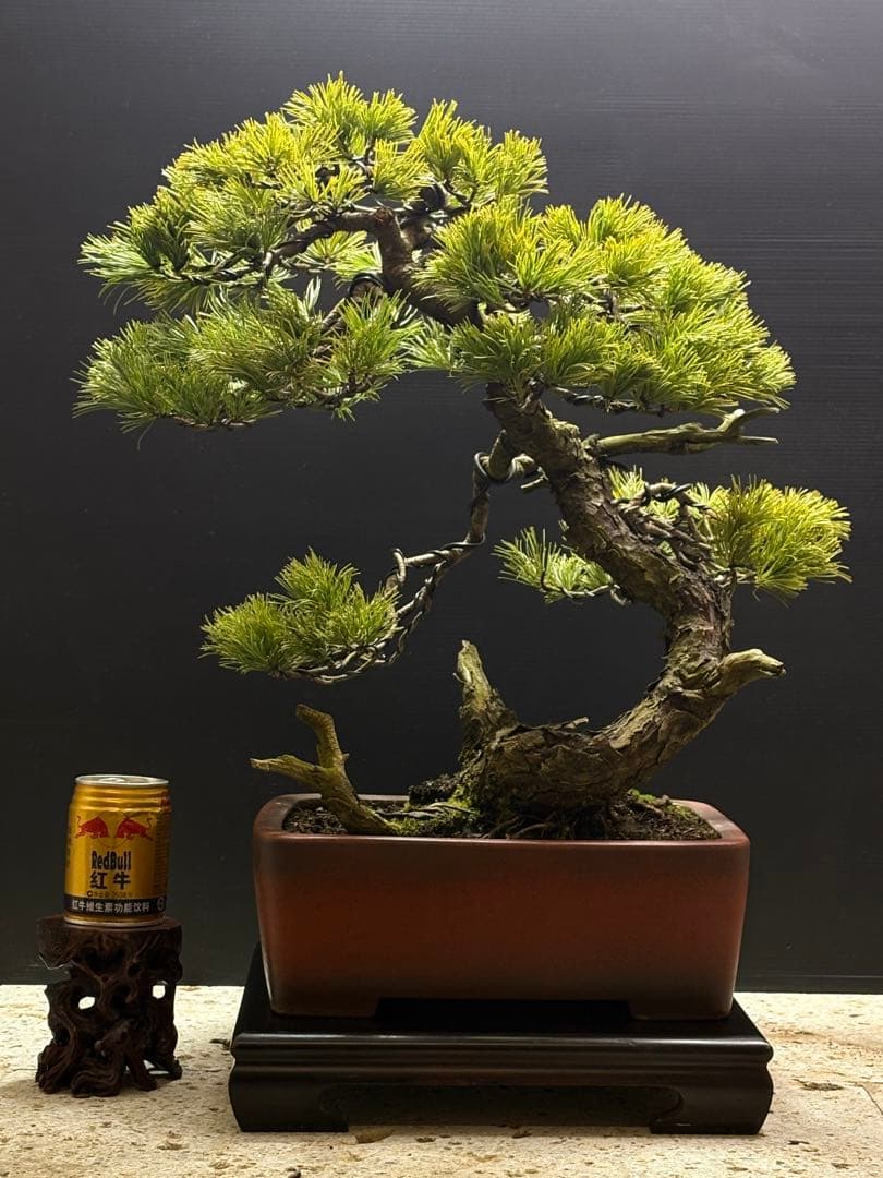 [盆栽]五葉松/山採り//黒松/真柏