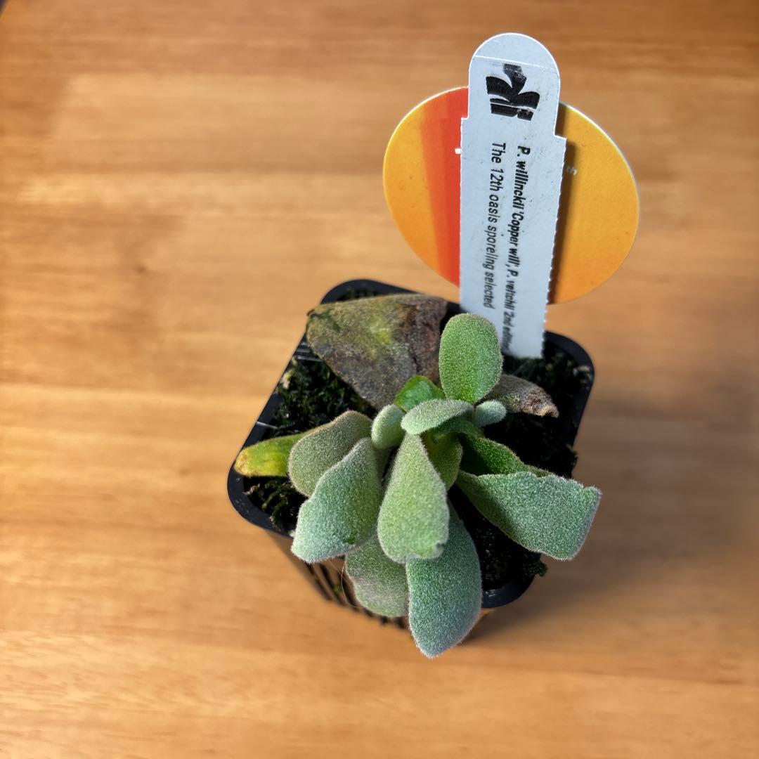 willinckii copper will × veitchii 2nd 脇芽