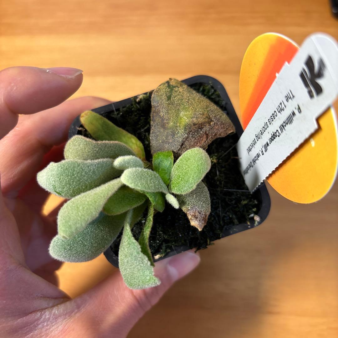 willinckii copper will × veitchii 2nd 脇芽