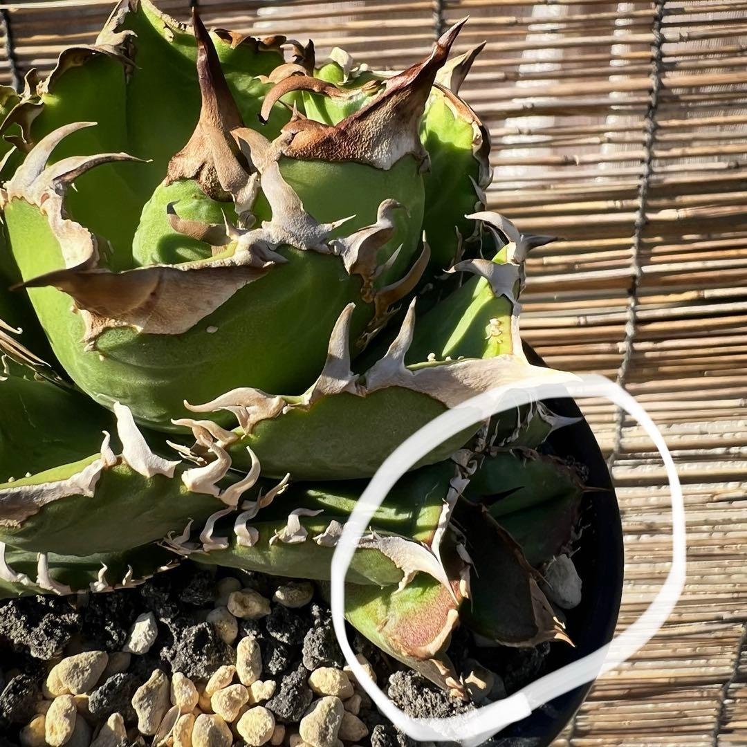 ドベクラ　子株　皇冠