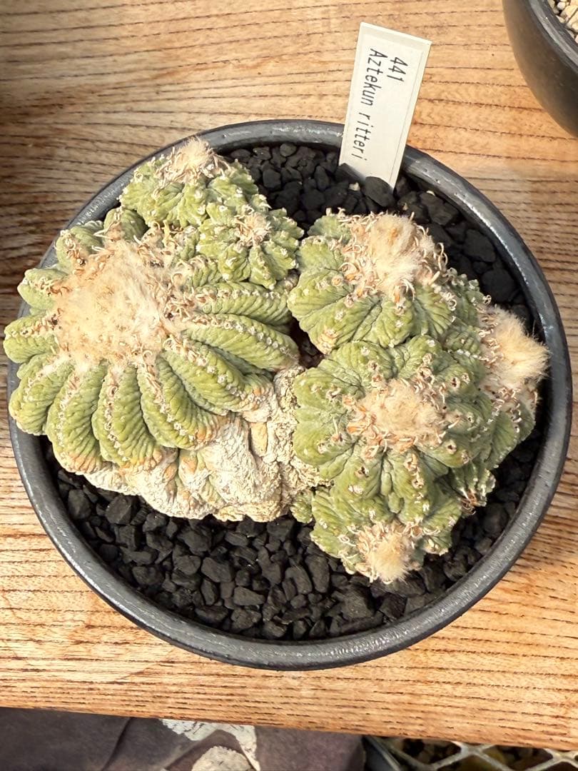 アズテキウム 花籠 (Aztekium ritteri)