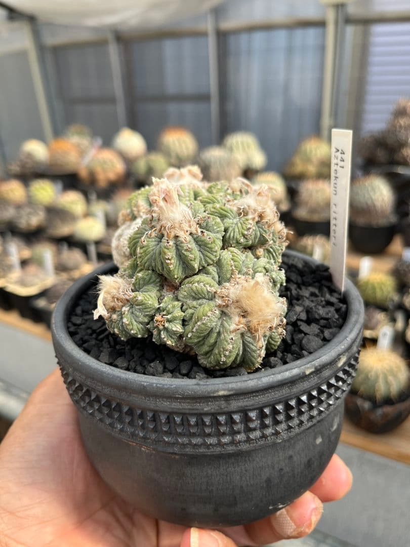 アズテキウム 花籠 (Aztekium ritteri)