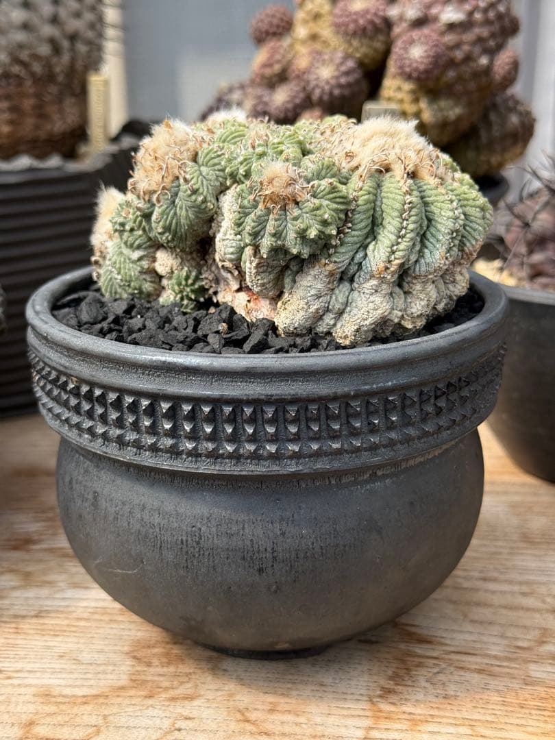 アズテキウム 花籠 (Aztekium ritteri)