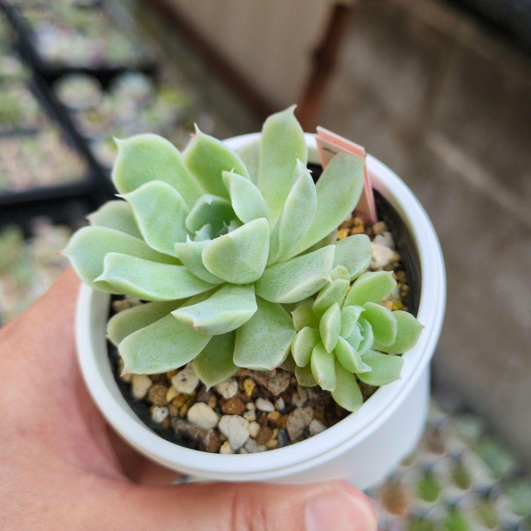 85. 多肉植物 アイスローズ 700円【抜き苗】