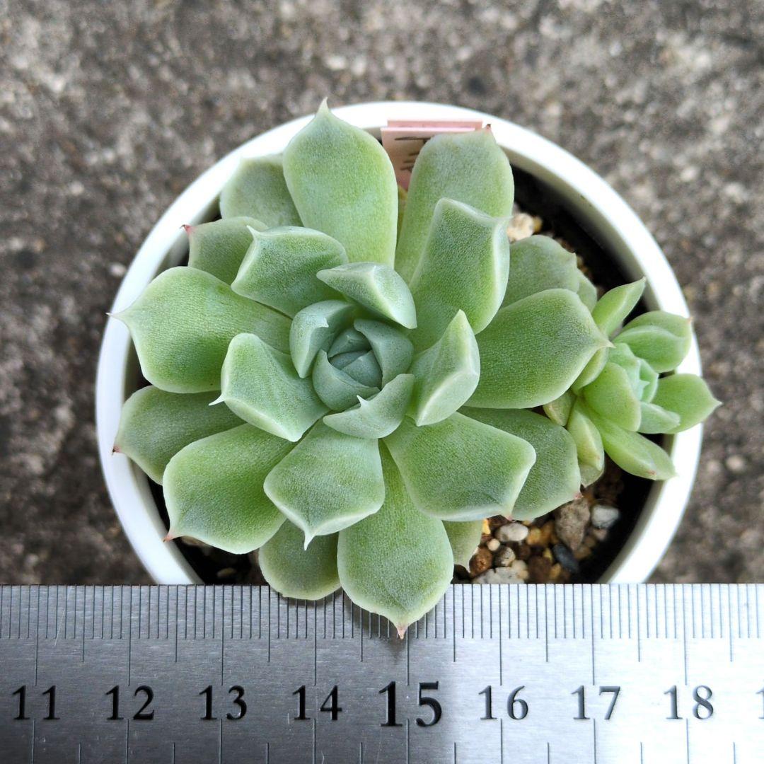 85. 多肉植物 アイスローズ 700円【抜き苗】