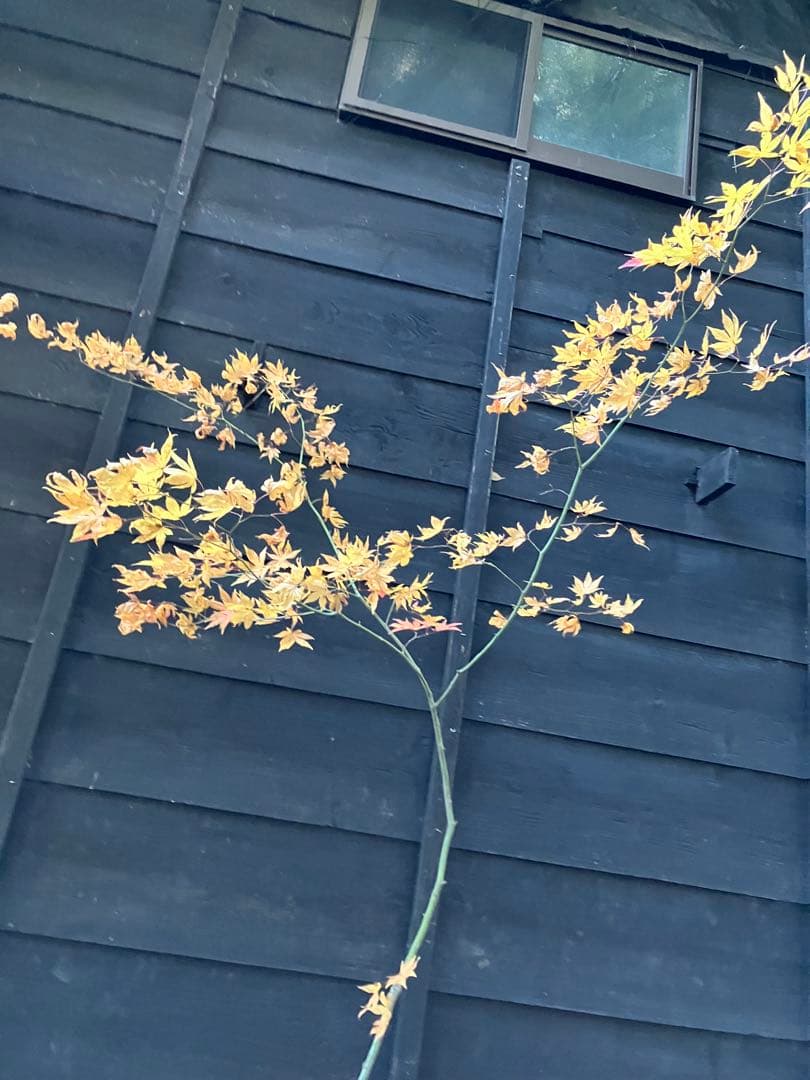 102 山採り　ヤマモミジ