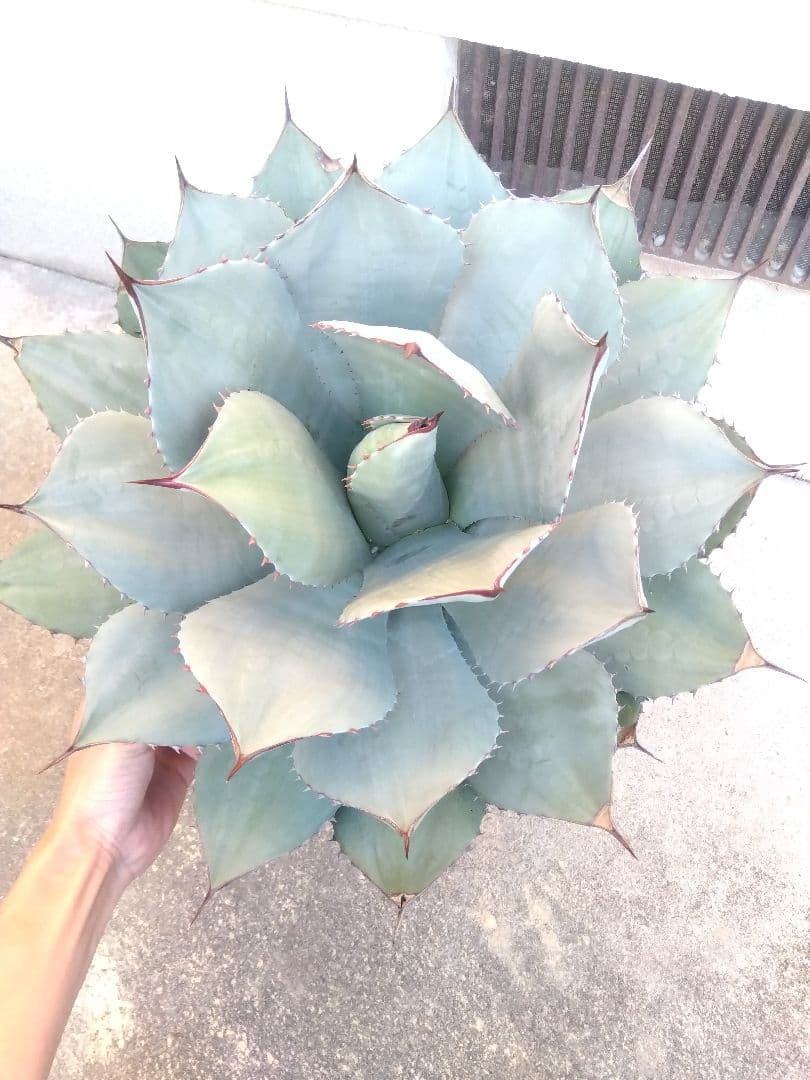 アガベ　パリー　吉祥天　特大45センチ❗　①