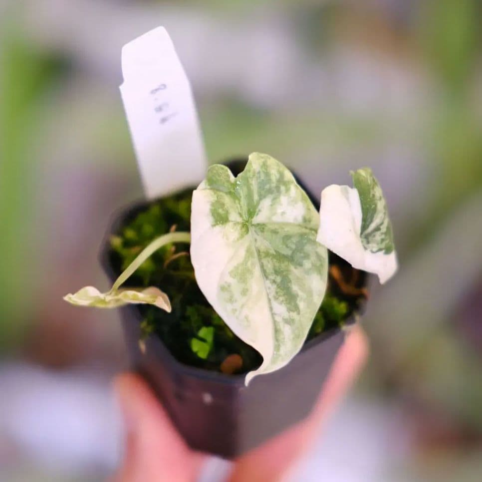 アロカシア メロ アルボ│Alocasia melo 'Albo' Var.③