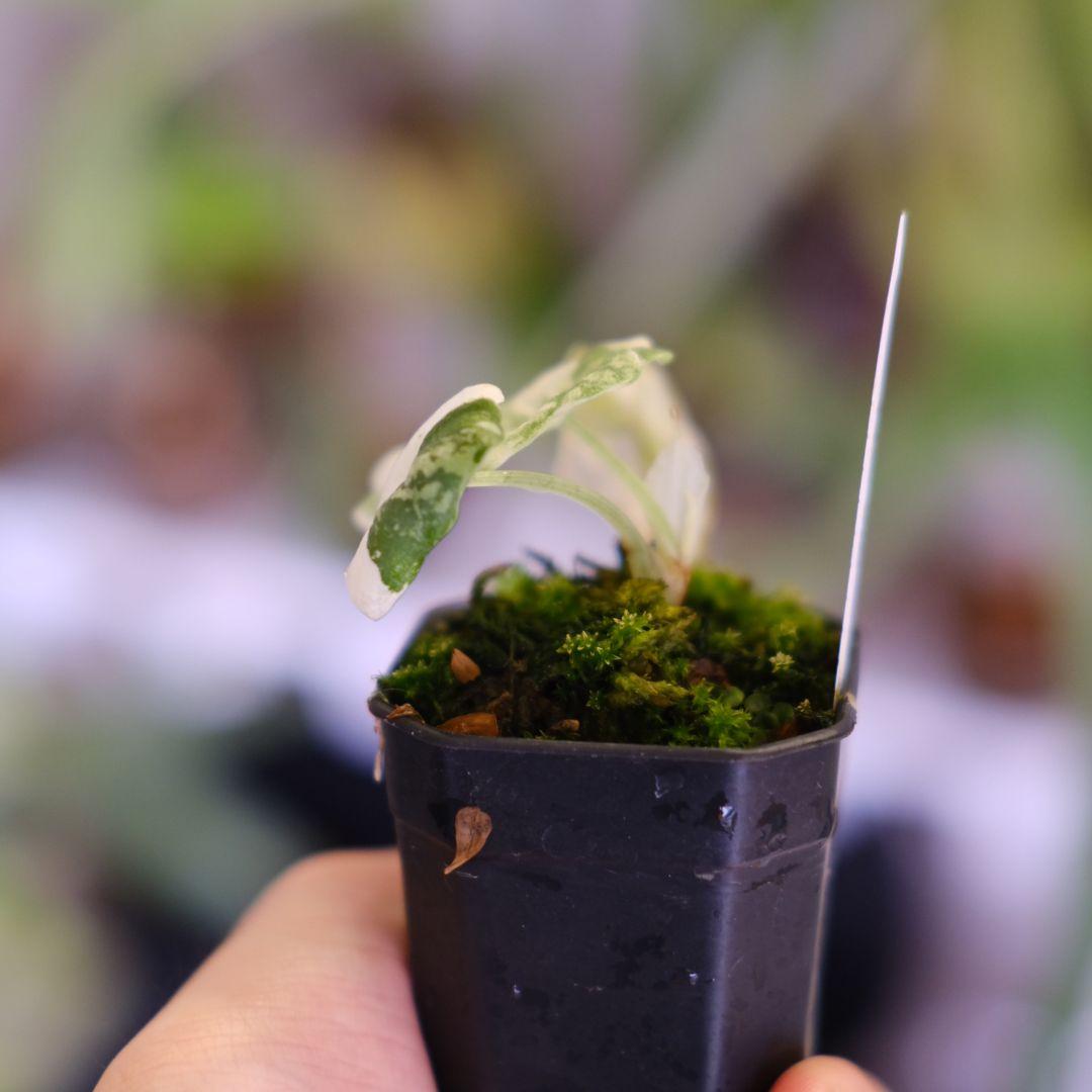 アロカシア メロ アルボ│Alocasia melo 'Albo' Var.③