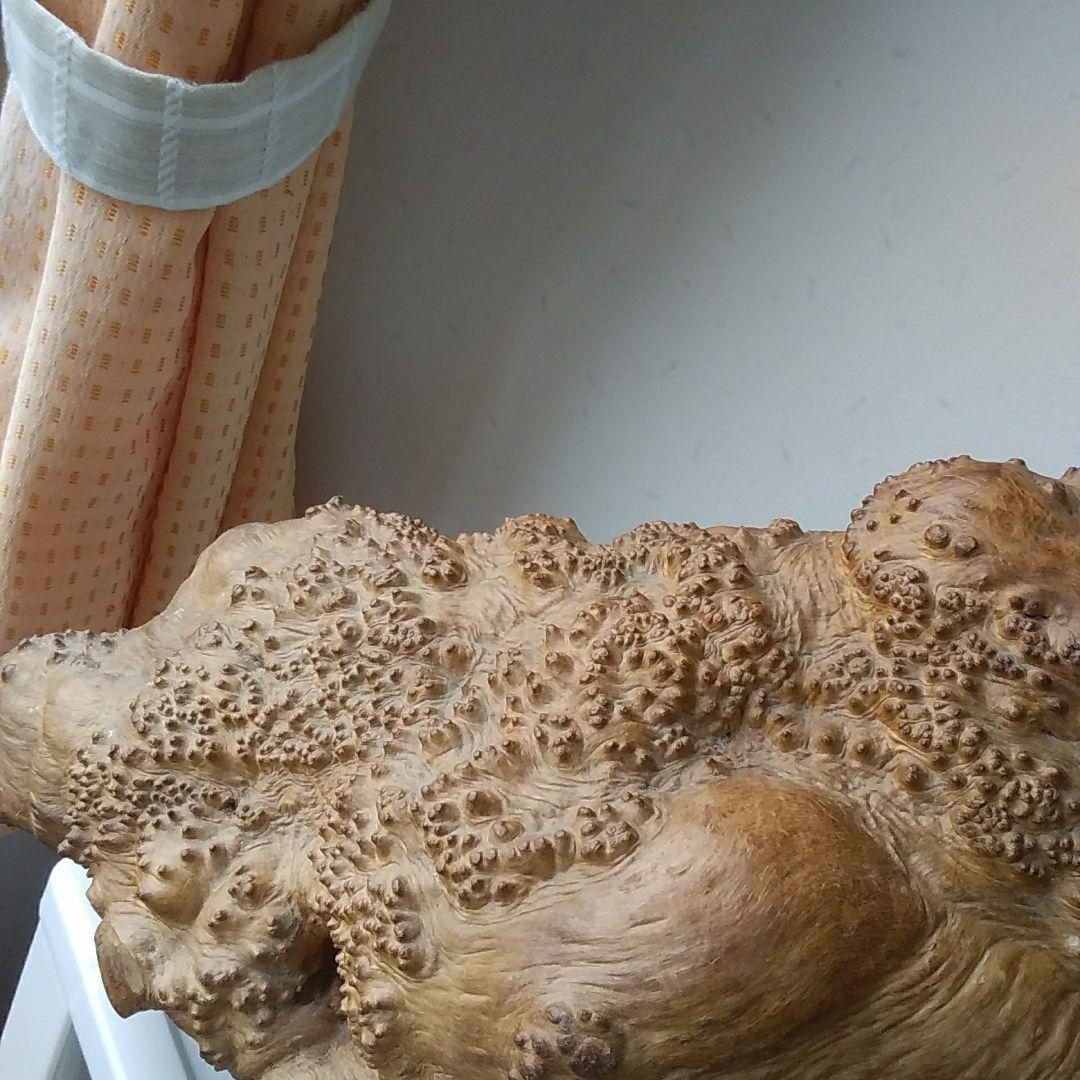 木の根、爬虫類の巣。