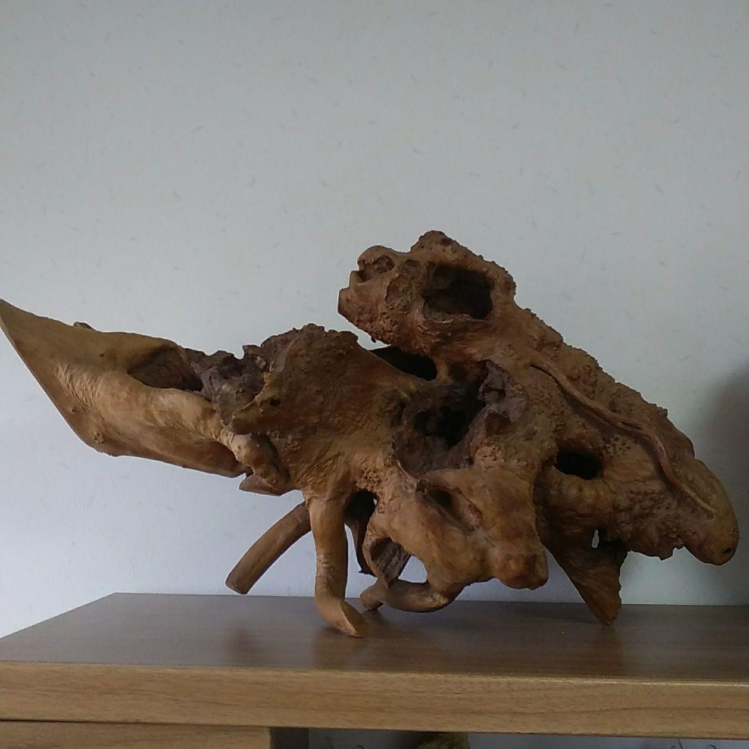 木の根、爬虫類の巣。